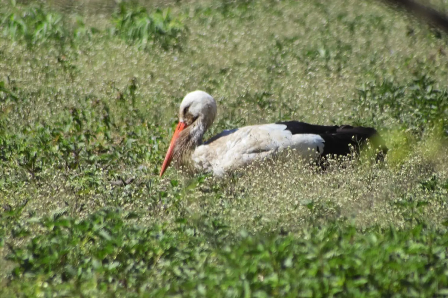 Ein Storch sucht auf einem Feld nach Futter. Insekten und Würmer sind seine Hauptnahrungsquelle.
