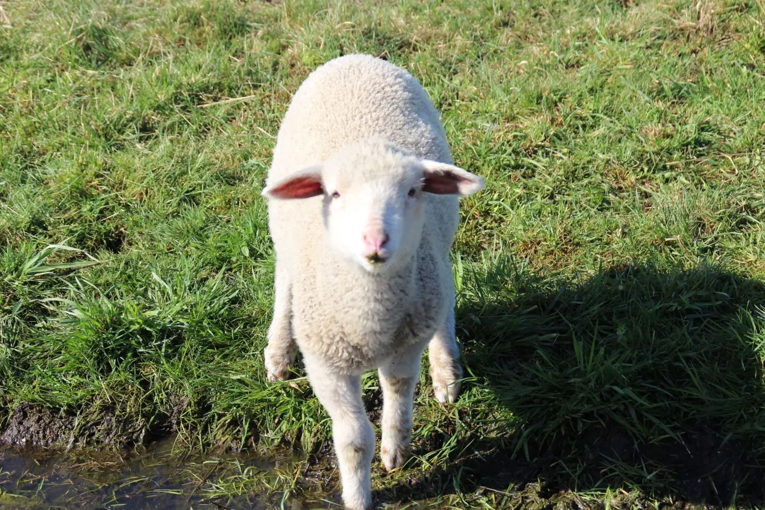 Ein süßes Osterlämmchen aus der Bernsdorfer Schafherde.