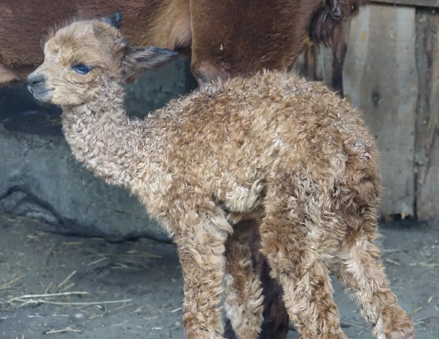 Das jüngste Tier im Stall: Gerade mal wenige Tag alt vergrößert das Alpaka-Mädchen im Tierpark Weißwasser die Herde.