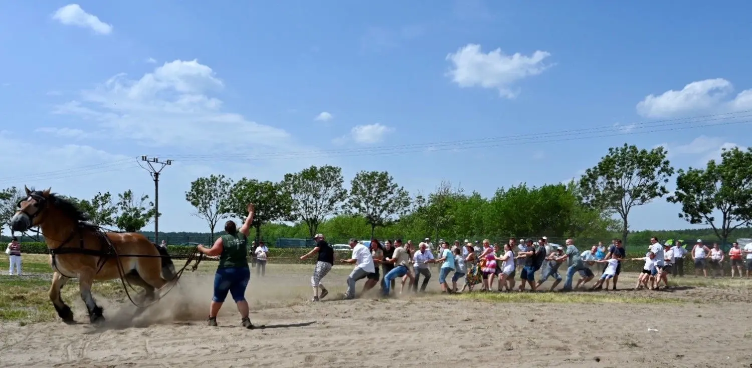 Tauziehen Menschen gegen Pferd ist ein beliebtes Spektakel beim Dürrenhofer Hoffest. Die Agrargenossenschaft Unterspreewald ist einer der Gastgeber bei der Brandenburger Landpartie.