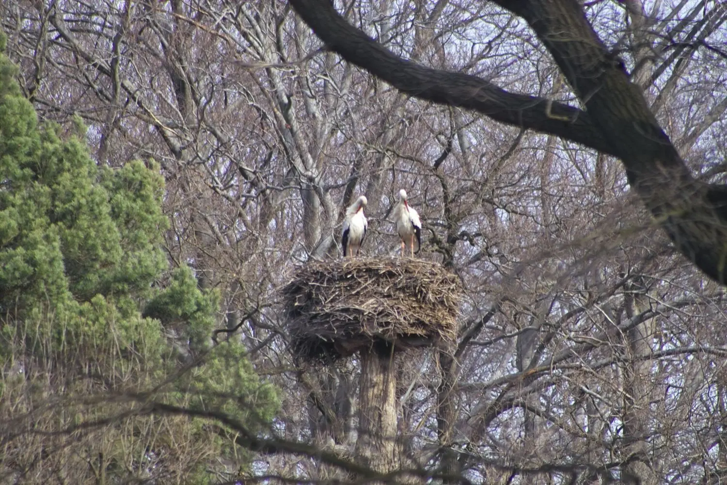 Auch in diesem Horst im Cottbuser Tierpark findet sich regelmäßig ein Storchenpaar zum Nisten ein.