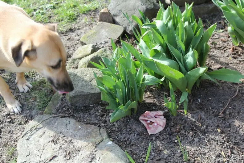 Dem Calauer Ordnungsamt ist mindestens ein Fall bekannt, in dem ein Hund an einem vergifteten Köder verstarb. Diese können am Wegesrand ausgelegt sein. Das Ordnungsamt sendet eine eindringliche Warnung an alle Tierbesitzer.