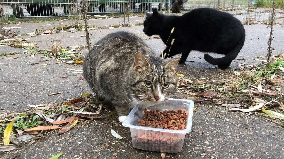 Falsche Argumentation: Wer freilaufenden Katzen in Not Futter gibt, ist – entgegen häufiger Behauptung von Verwaltungen – nicht automatisch deren Halter.
Barnimerinnen kümmern sich um streunende Katzen in Lobetal, Bernau, Sabrina Bohn und Petra Drescher 18.11.21