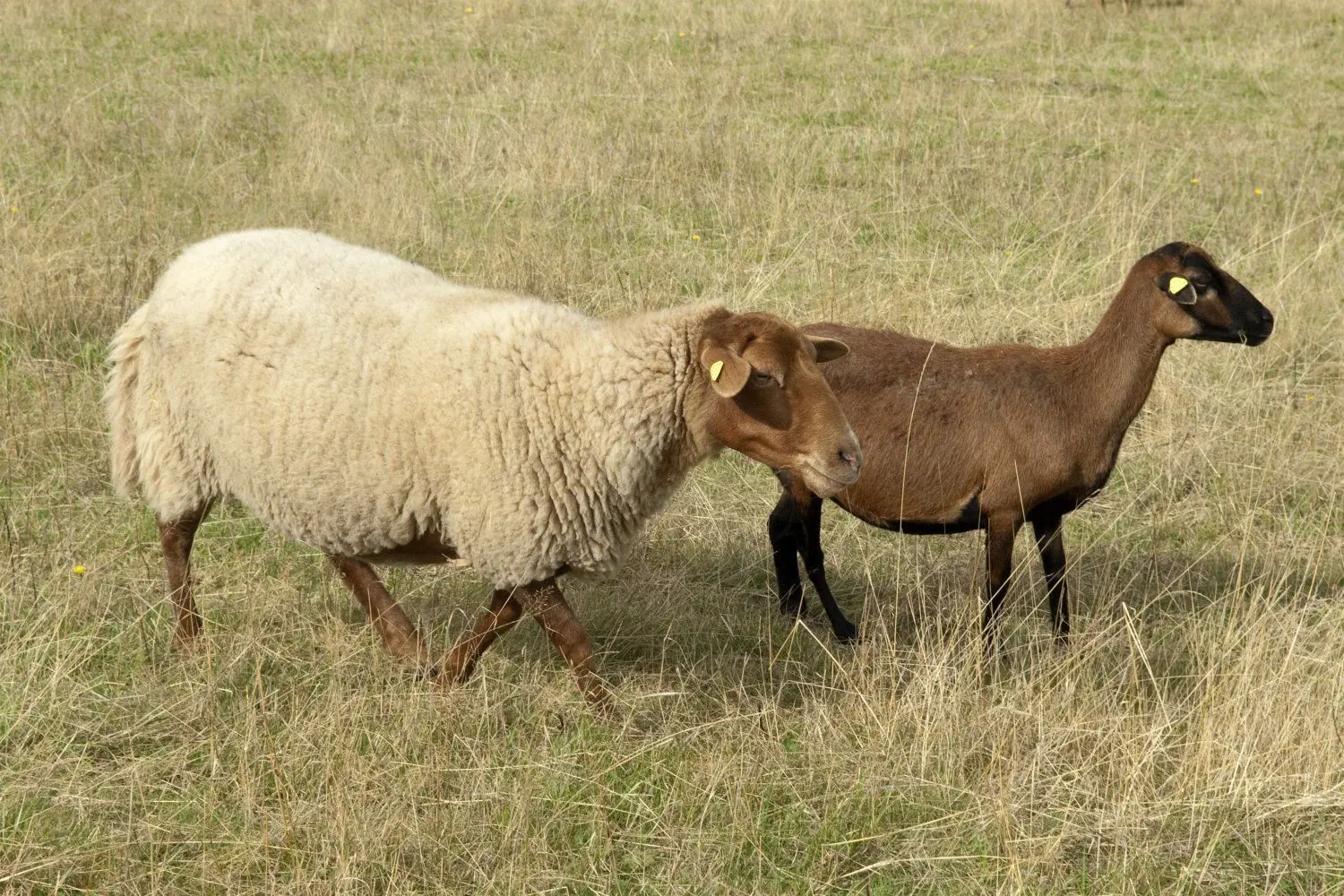 Dem halb verhungerten Kamerunschaf von Maiberg, das Susanne Schmidt aufgenommen hat, hat sie nun noch einen Kameraden besorgt.