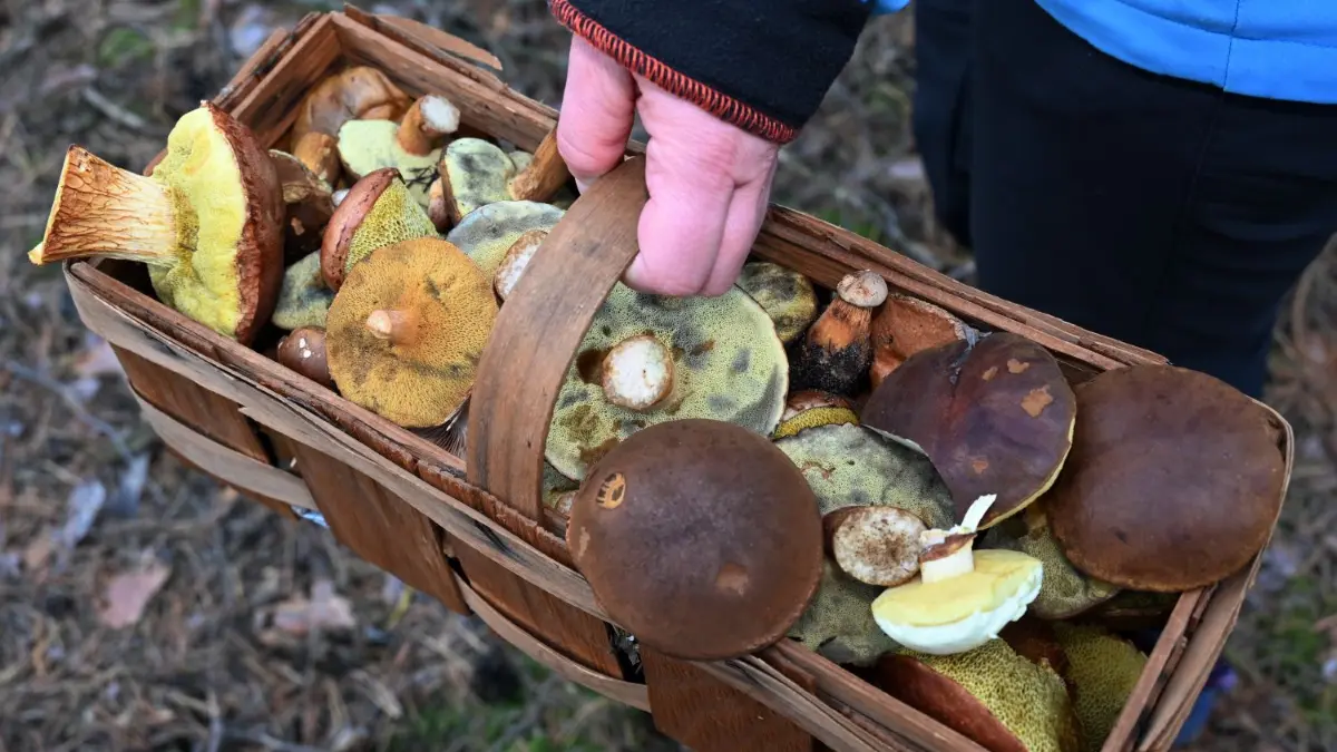 Volle Pilzkörbe tragen derzeit Sammler aus den Wäldern der Region wie hier bei Drebkau.
Pilzesammeln mit dem Pilzsachverständigen Lutz Helbig aus Drebkau in einem Wald in Leuthen. Derzeit gibt es auf Grund des freundlichen Herbstwetters in den Wäldern der Region eine regelrechte Pilzschwemme.
Pilze sammeln in den heimischen Wäldern ist nur für den Eigenbedarf erlaubt. Wer mit weentlich größeren Mengen angetroffen wird macht sich strafbar und muss mit einer Anzeige rechnen.