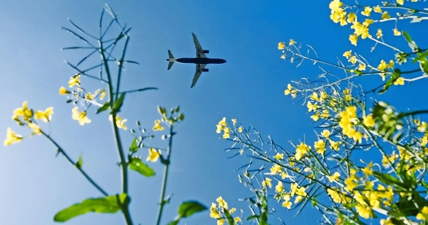 Mit Kraftstoff aus Rapspflanzen können Flugzeuge noch nicht fliegen. Dennoch versucht die Branche einiges, um sich ein grüneres Image zu geben.