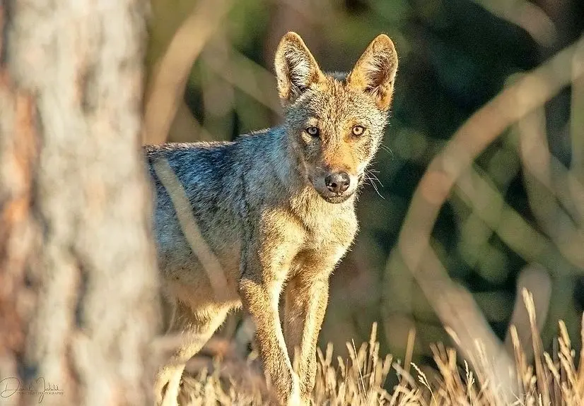 Nur zehn Meter entfernt gelang Daniel Jakubik diese Aufnahme eines Wolfswelpen im August 2019.