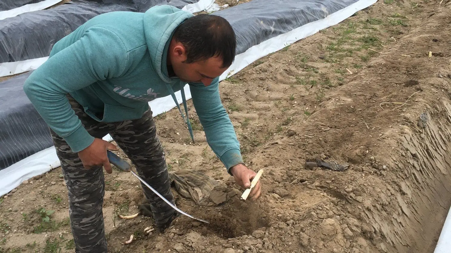 Spargelernete durch rumänische Erntehelfer bei Spreewaldbauer Ricken.