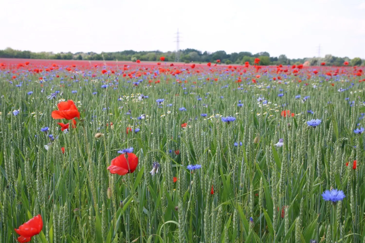 Kornblumen, Mohn und Kamille blühen zwischen Weizenähren auf einem Acker nahe Lübben an der B 87.
