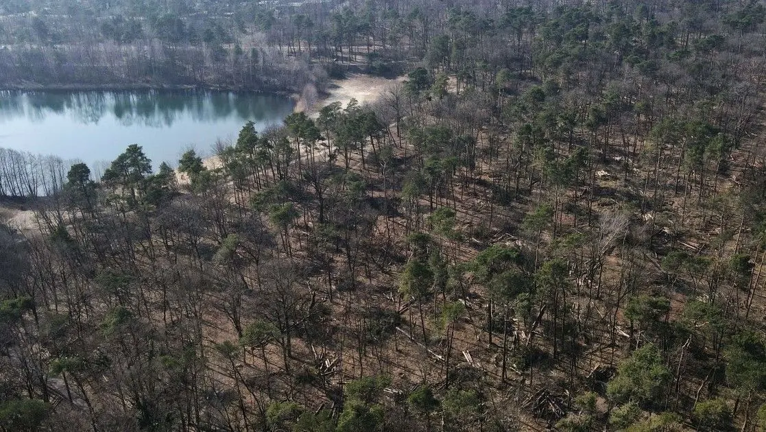 So sah der Wald nach dem Holzeinschlag in den Madlower Schluchten aus.