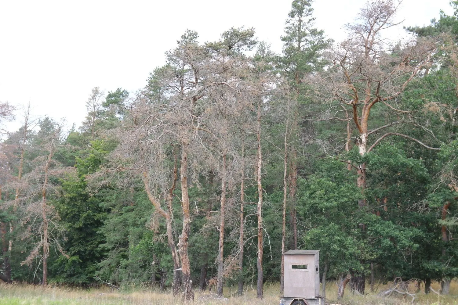 Überall in der Lausitz stirbt der Wald. Besonders drastisch wirkt sich das wetter- und käferbedingte bedingte Phänomen für kleine Privatwaldbesitzer aus. Sie sind mit ihren Kräften am Ende.