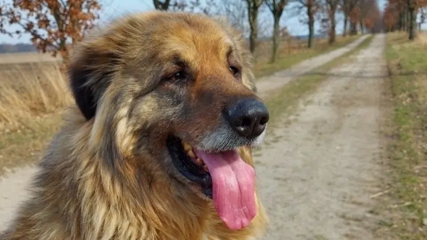 Die Aufnahme zeigt den mittelasiatischen Schäferhund Alabay im März 2022 vor den Wolfsangriffen.