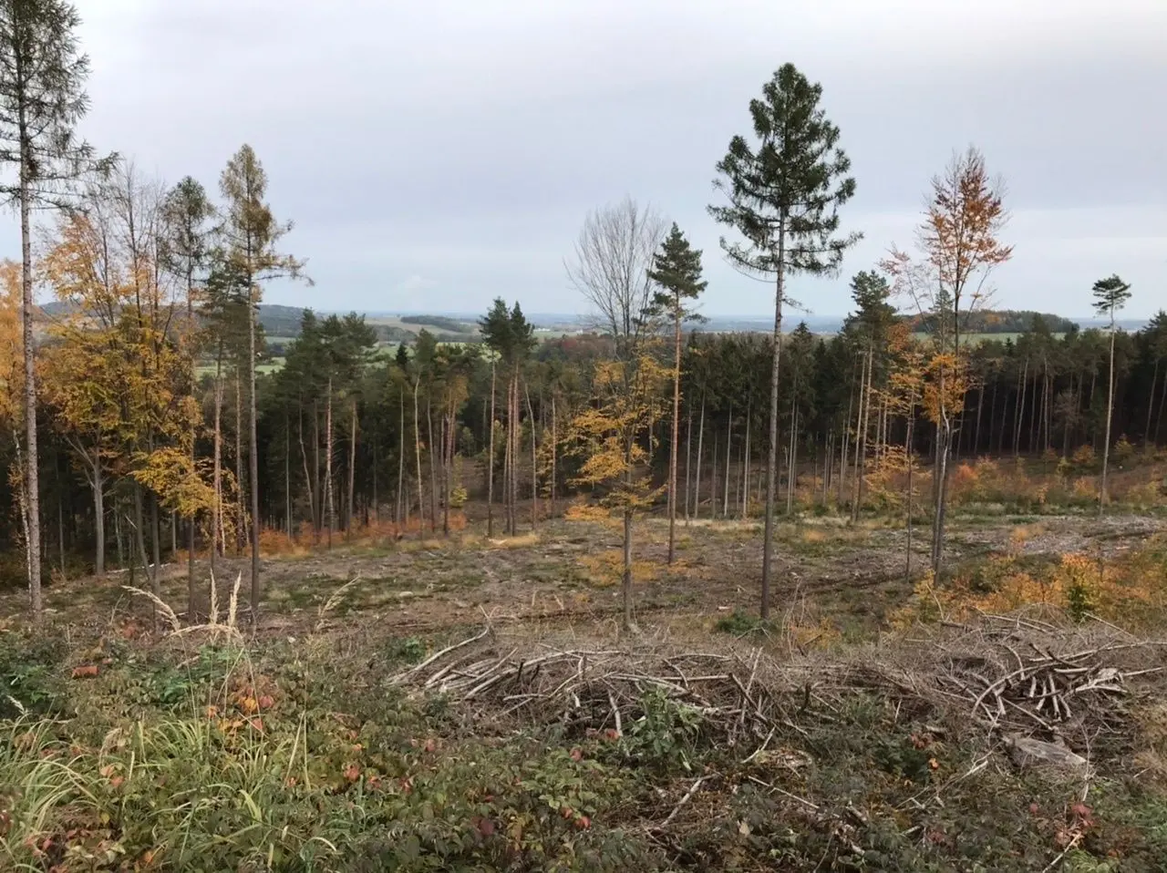 In der Oberlausitz sind die Fichtenbestände großflächig zusammengebrochen, so auch am Butterberg bei Bischofswerda.