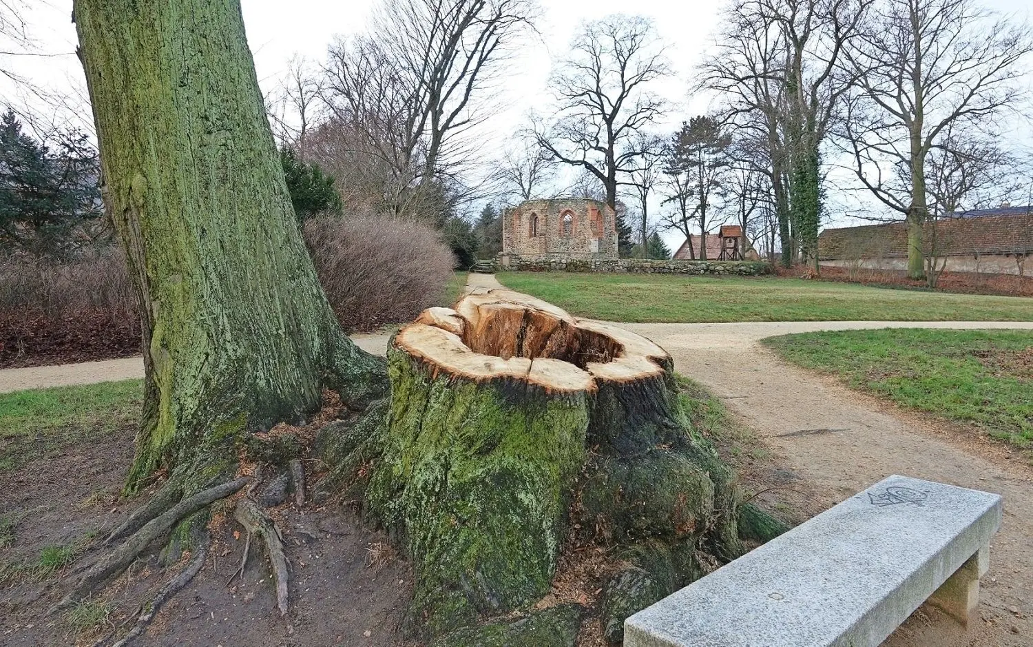 Sie gehört mit zu den beliebtesten Plätzen im Muskauer Park - die Bank unterhalb der Bergschen Kirchruine. Ein Teil der Linde, die hier im Sommer Schatten gespendet hat, musste die Stiftung jetzt wegnehmen. Warum, dürfte allen beim Blick auf das Foto klar sein. ⇥