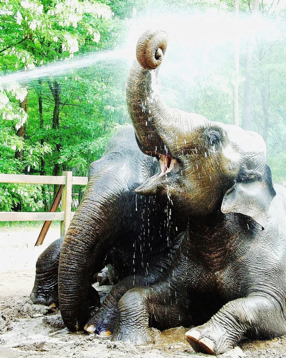 Erinnerung an gute alte Zeiten: Karla und Sundali genießen eine Dusche im Sommer. Mit dem Tod von Karla werden die Pfleger für Sundali umso wichtiger als Ersatzherde.