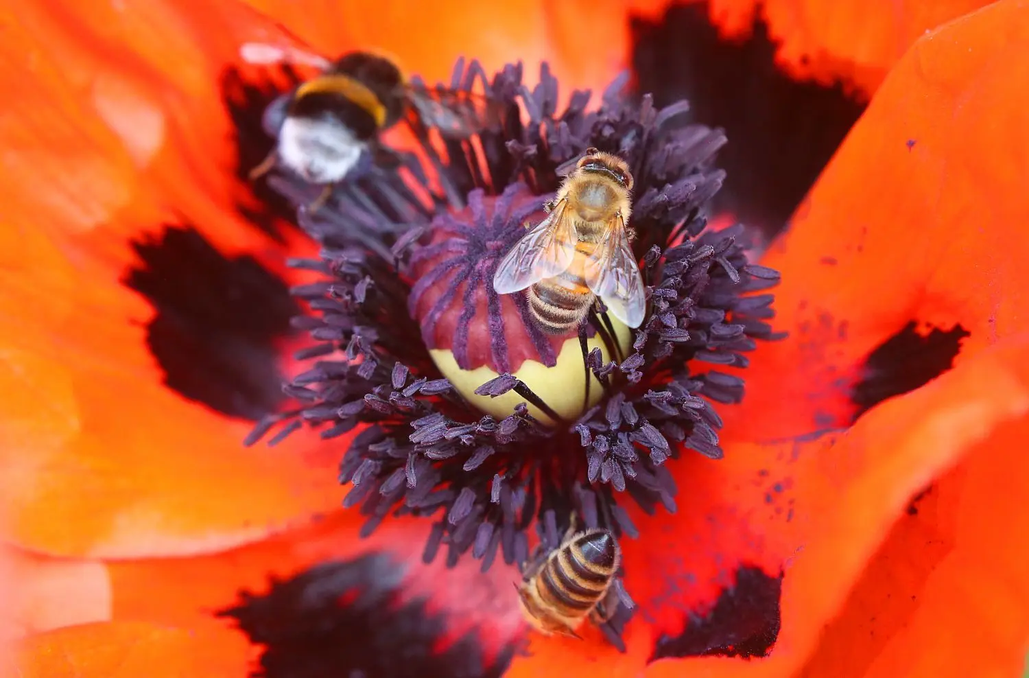 Helmut Donath interessiert sich besonders für die Vogel- und Insektenkunde.