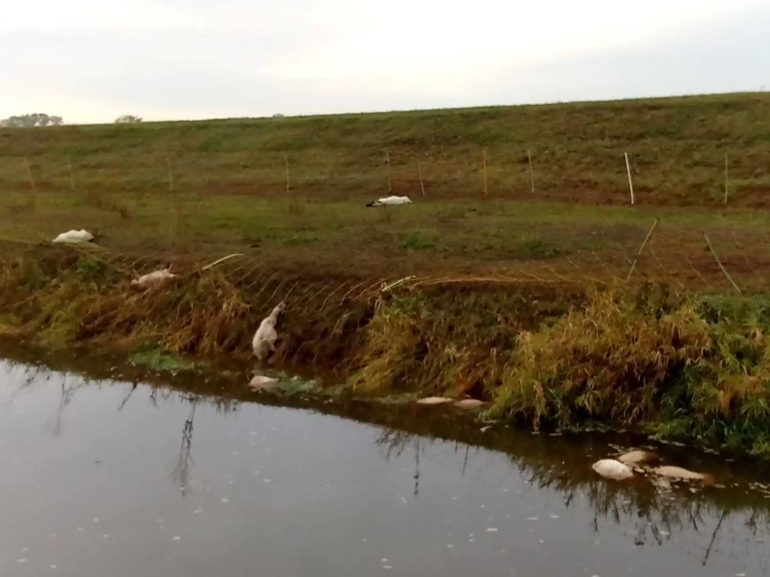 Insgesamt 76 tote Schafe und eine tote Ziege hat es nach einem vermeintlichen Einbruch einer Wildschweinrotte in ein umzäuntes und mit Herdenschutzhunden gesichertes Areal auf dem Schwarze-Elster-Ufer bei Saathain gegeben.