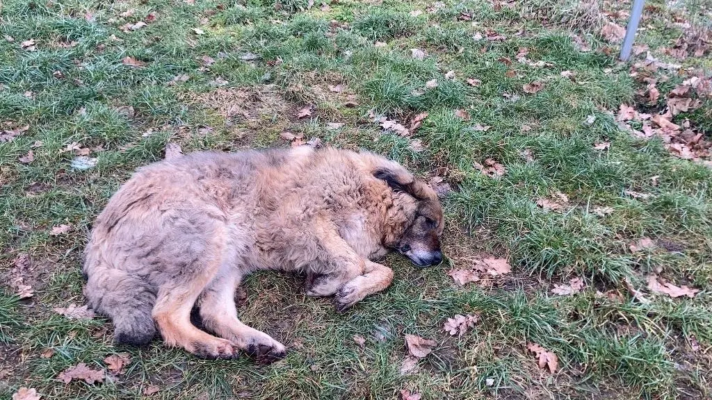 Schwer verletzter Hund Alabay am Tag nach dem Wolfsangriff.