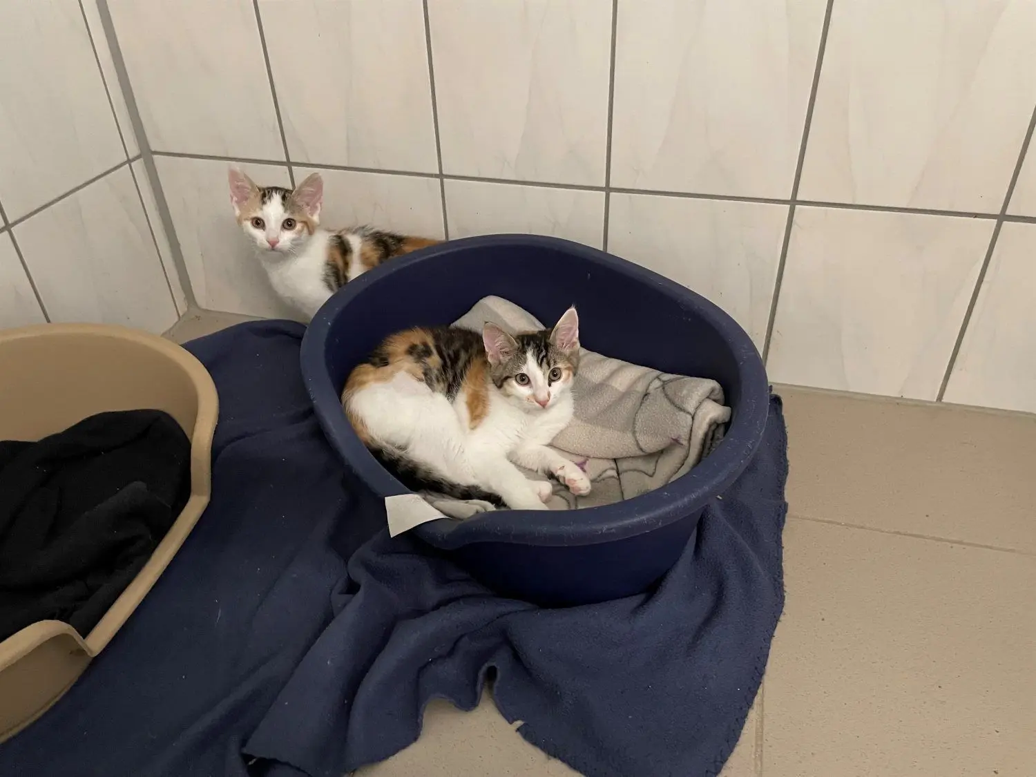 Zwei junge Katzen aus Haidemühl leben jetzt im Tierheim in Groß Döbbern.