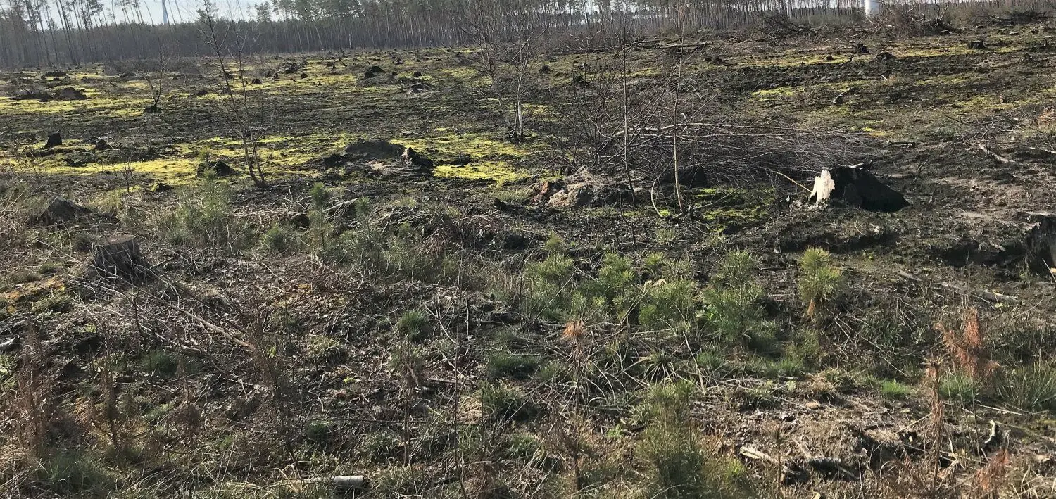 An einigen Stellen, über die der Waldbrand im Sommer 2022 hinweggegangen ist, haben einige Kiefernpflanzen tatsächlich die Flammen überstanden.