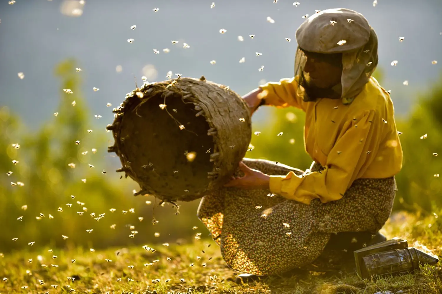 „Land des Honigs“ ist ein Dokumentarfilm über die letzte Wildimkerin in Nordmazedonien. Der Film, der auch im Cottbuser Obenkino lief, ist für zwei Oscars nominiert.
