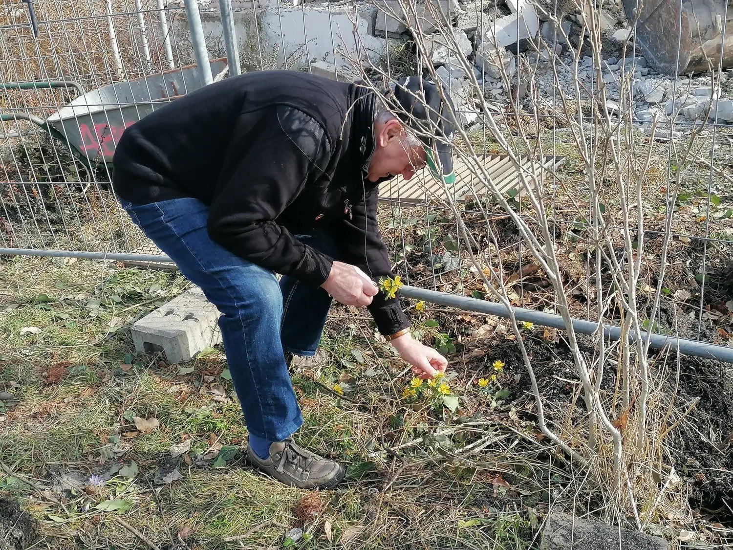In seinem ehemaligen Garten hat Hans Richter blühende Winterlinge entdeckt. Er pflückt sie für Ehefrau Erika.