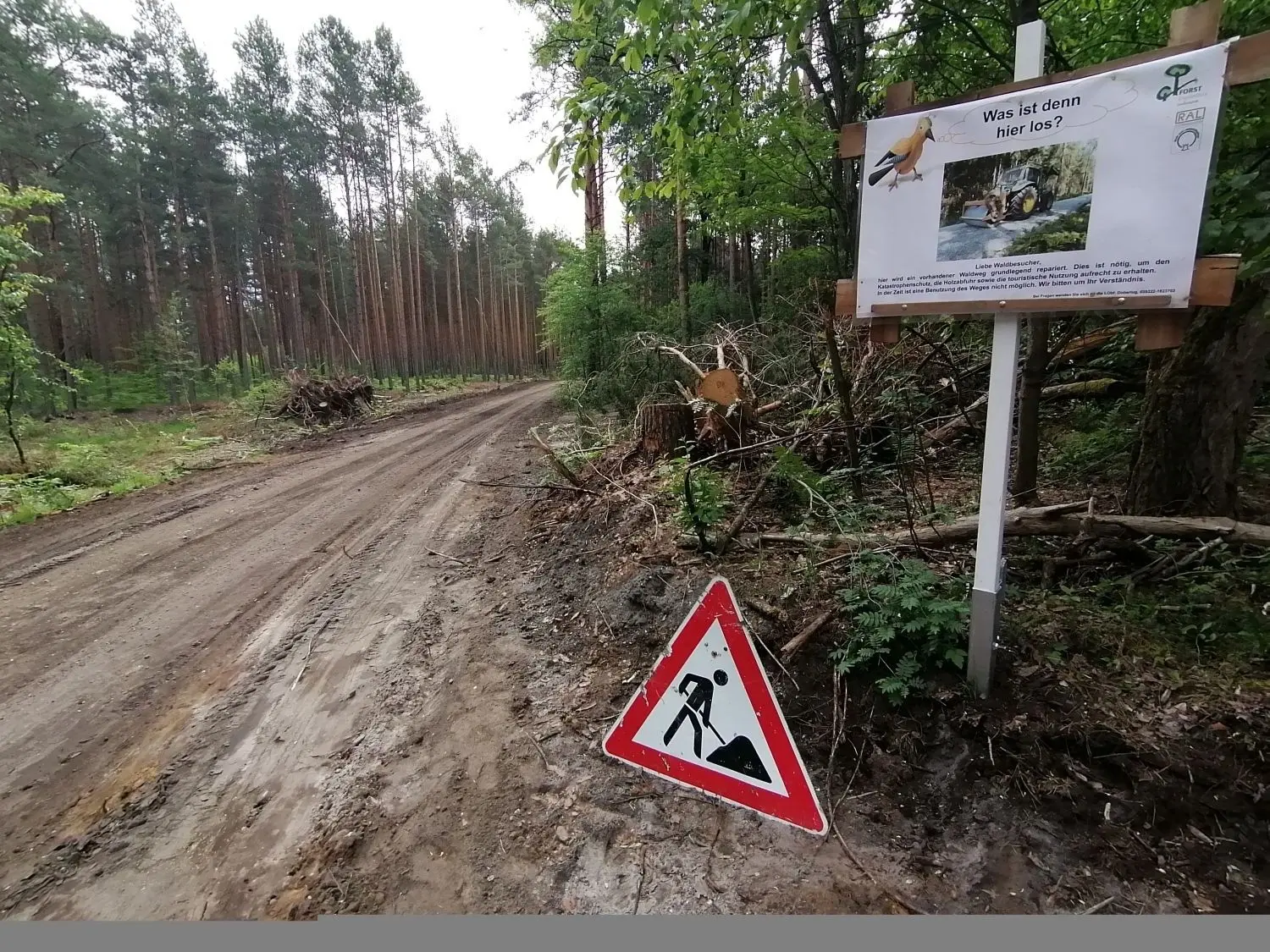 Mit schwerer Technik ist ein Waldweg in den sogenannten Russenbergen des östlichen Naturparkes soweit beräumt worden, dass er aufgeschottert werden kann. Doch es gibt ein Problem: In diesem einstigen militärischen Übungsgebiet muss nach Munition gesucht und diese unschädlich gemacht werden.