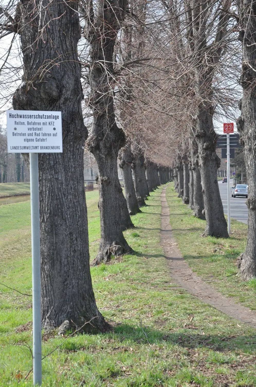 Die Baumallee an der Promende in Elsterwerda wird einer Spundwand mit Rad- und Gehweg weichen