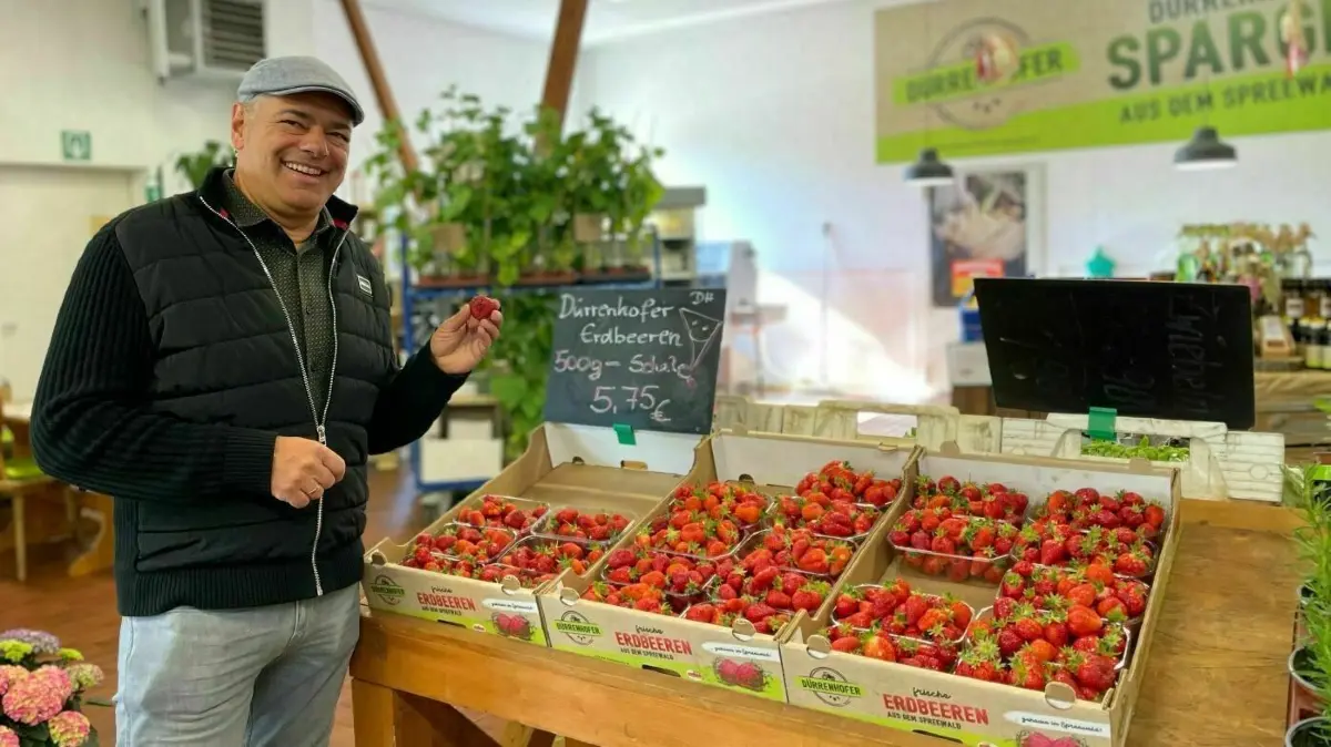 In Dürrenhofe werden die ersten Erdbeeren geerntet: Etwa 0,6 Hektar Fläche werden für den Anbau genutzt, erklärt Agrarhandel-Geschäftsführer Uwe Schieban.
In Dürrenhofe werden die ersten Erdbeeren geerntet: Etwa 0,6 Hektar Fläche werden für den Anbau genutzt, erklärt Agrarhandel-Geschäftsführer Uwe Schieban.