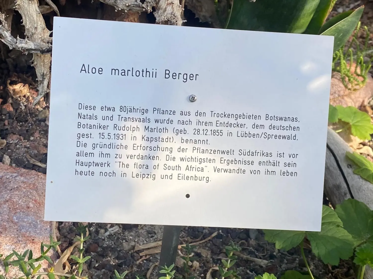 Im Gewächshaus des Botanischen Gartens wird auf Rudolf Marloth und sein Wirken für die Flora Südafrikas hingewiesen.
