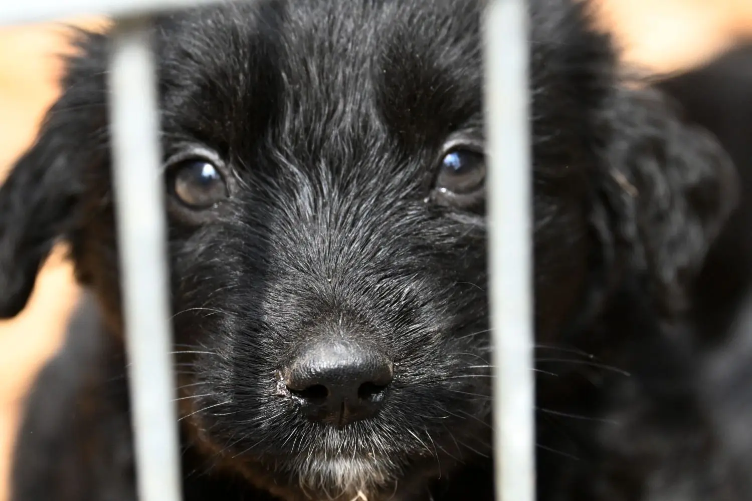 83 erwachsende Hunde und Welpen eines "Tierzüchters" aus Herzberg befinden sich derzeit in der Obhut eines Tierheimes.