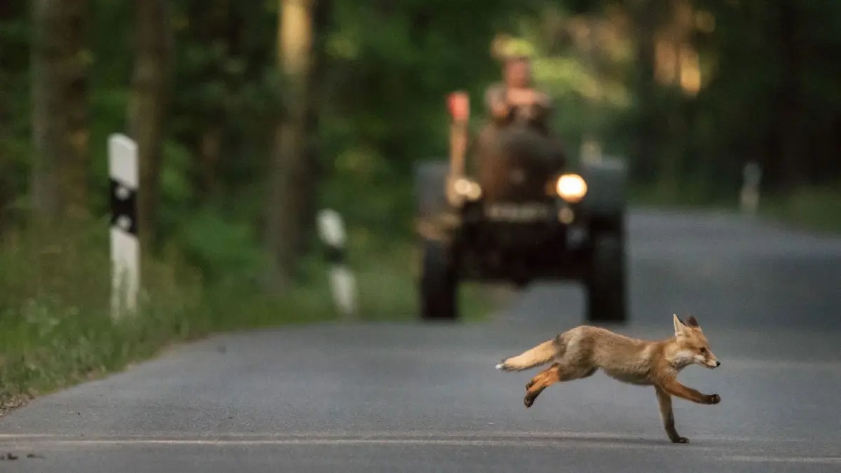Straßenquerungen sind für Füchse gefährlich. Nach der Kollision mit einem Auto flüchtete ein Mühlenbecker Fuchs (hier ein Symbolfoto) ins Gelände. Zu seinem Zustand ist nichts bekannt.
Junger Fuchs überquert abends die Straße zwischen Lichterfelde und Finowfurt. Fotografiert von Lisa Kusche (30) , Hobbyfotografin aus Eberswalde
