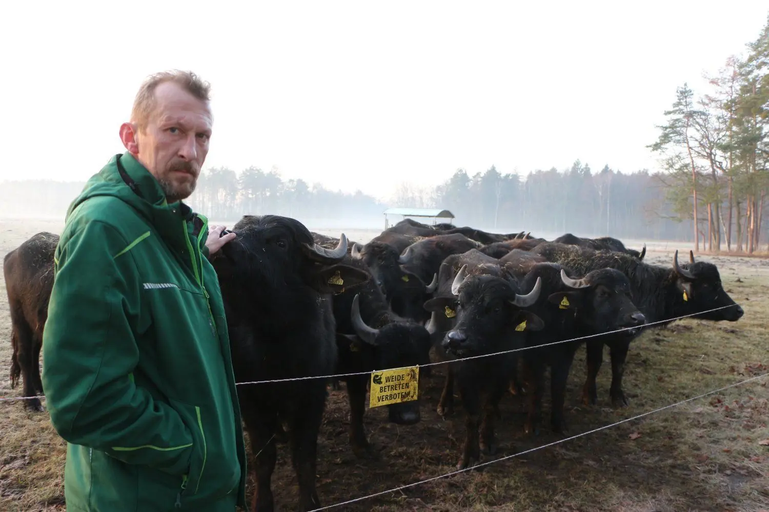 Auch der neue Stier von Bauer Enrico Pilz ist bereits wieder tot, weil er giftige Kräuter fraß. Nur die Weibchen - hier auf der Winterkoppel in Eutrich bei Königsbrück - sind offenbar resistent gegen das Jakobskreuzkraut.