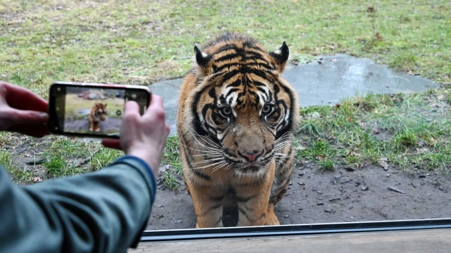 Publikumslieblinge im Tierpark Cottbus: einer der beiden Tiger im Außengehege.