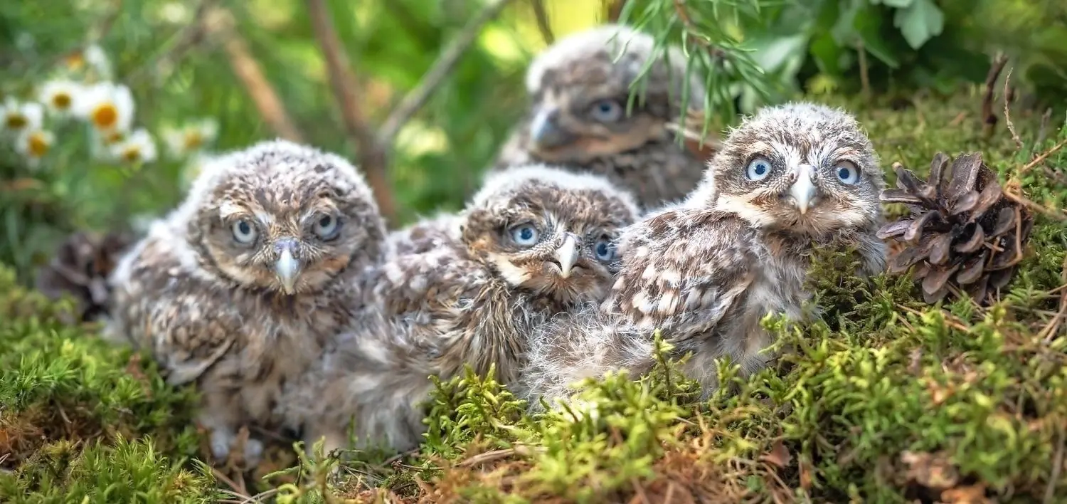 Tierisch viel Nachwuchs ist jetzt im Zoo Hoyerswerda zu erleben. Bei mehreren Arten sind Jungtiere zu bestaunen. Der Steinkauz-Nachwuchs erfreut sich besonderen Interesses der Besucher.