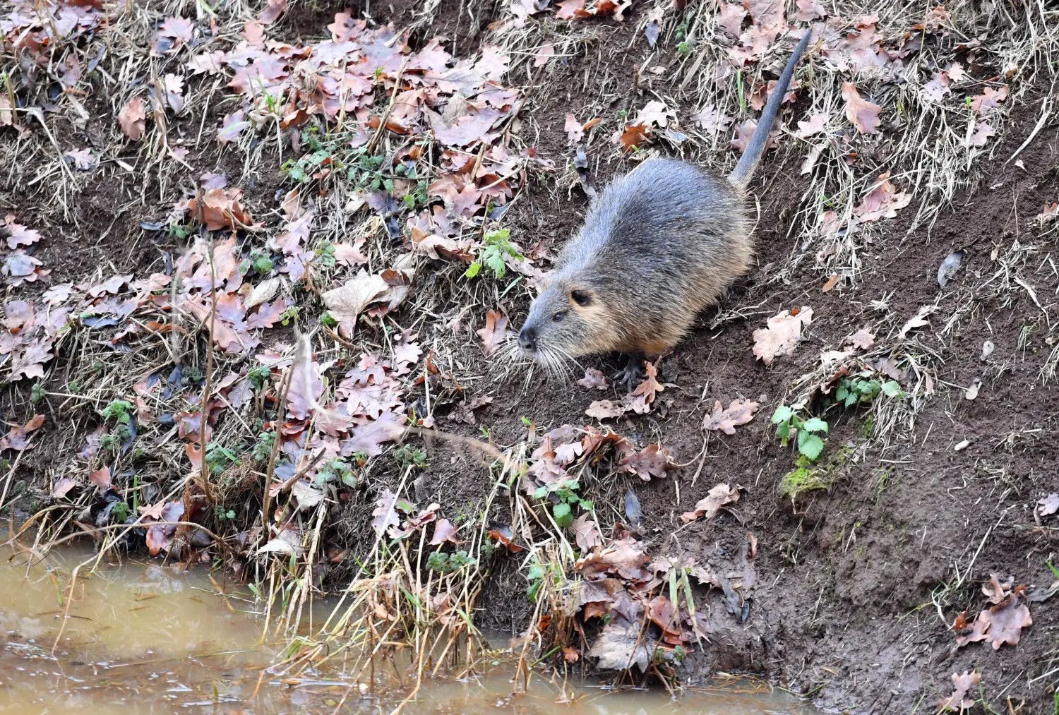 Die Tiere tummeln sich nahezu ungestört auf dem Deichvorland, werden oft sogar gefüttert.