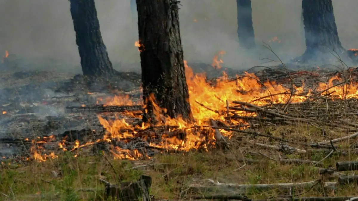 Flammen lodern, ein Waldbrand entsteht. Wer hat das Feuer gelegt?
Flammen lodern beim Waldbrand im ehemaligen Truppenübungsplatz, der mit dem Donnerstag in den vierten Tag ging. Nach dem Ausbruch eines Waldbrandes in der Lieberoser Heide hat der Einsatz der Feuerwehr auch in der Nacht zu Donnerstag angedauert. Nach Angaben der Regionalleitstelle Lausitz befanden sich am Morgen 172 Feuerwehrkräfte im Einsatz. +++ dpa-Bildfunk +++