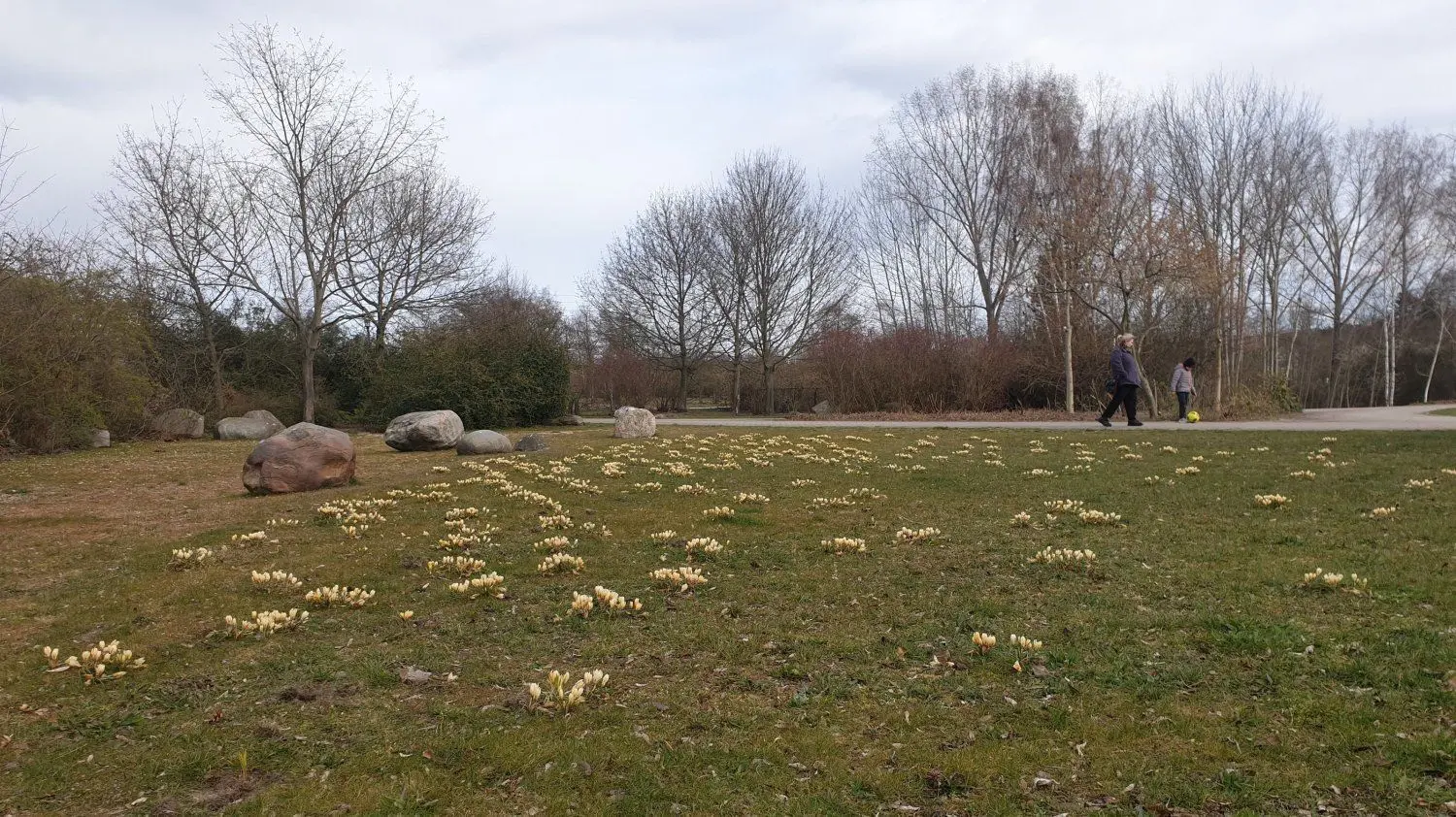 Auch auf Neuschmellwitzer Seite Nahe des Hopfengartens blüht eine Schar gelber Krokusse.