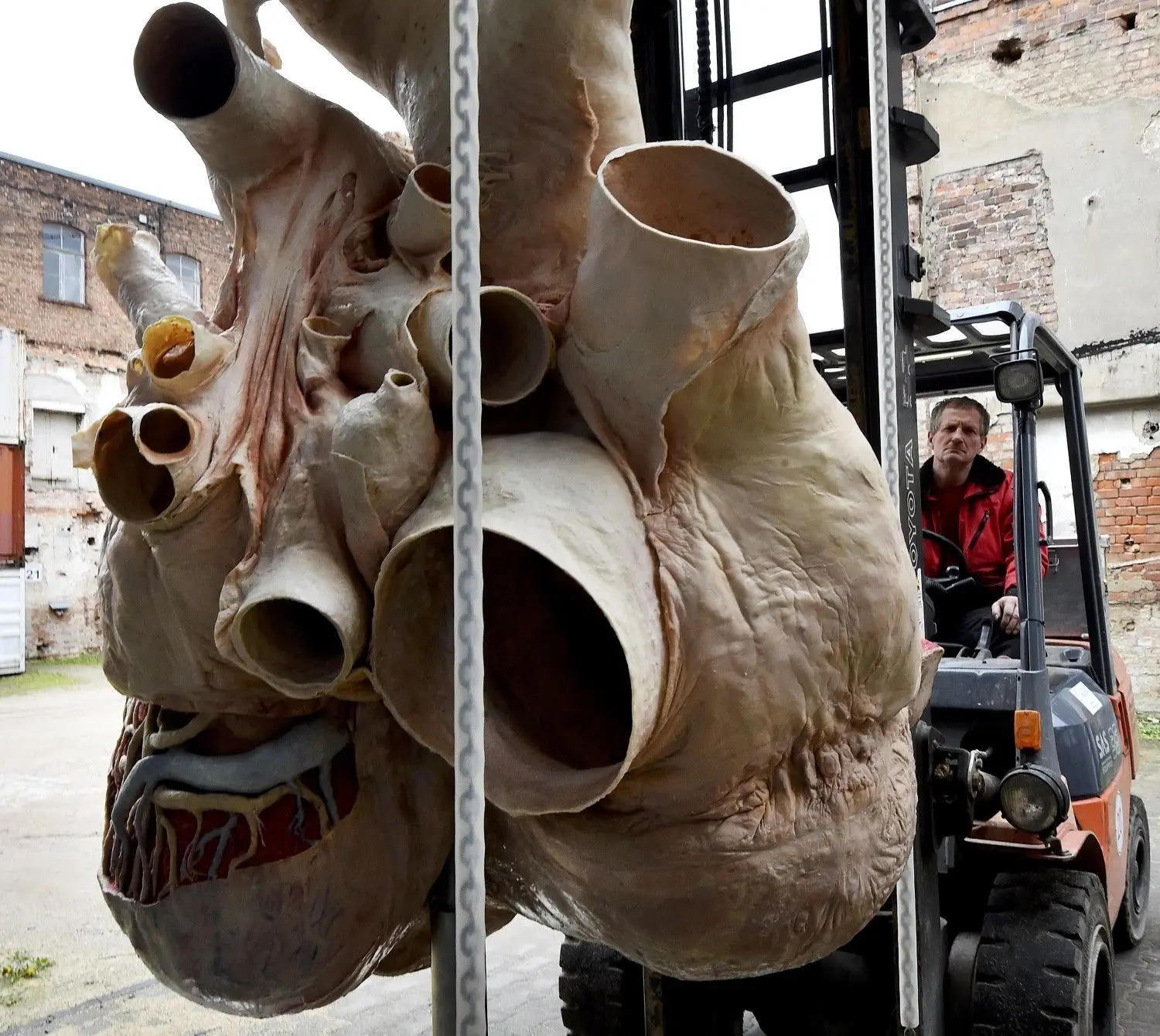 Mit einem Gabelstapler wird im Mai 2017 in Guben ein plastiniertes Walherz zum Abtransport vorbereitet. Der Blauwal war 2014 an der Küste Neufundlands verendet. Sein Herz wurde im Plastinarium als Ausstellungstück aufbereitet und zum Royal Ontario Museum nach Kanada verschifft.