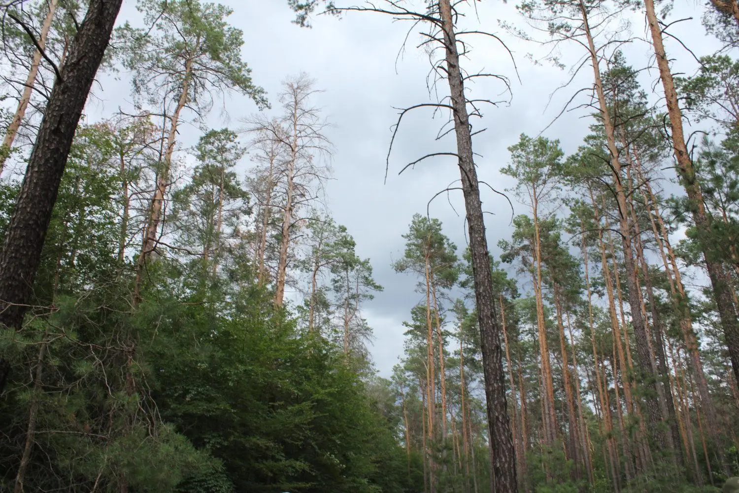 Trotz verregneter Monate zum Jahresanfang sind die Wälder trocken – so trocken, dass im Landkreis mittlerweile die Waldbrandstufe 4 ausgerufen wurde.