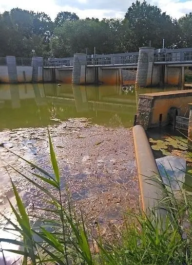 Massenhaft tote Jungfische treiben vor der Fischaufstiegsanlage des Schwarze-Elster-Wehres in Bad Liebenwerda.