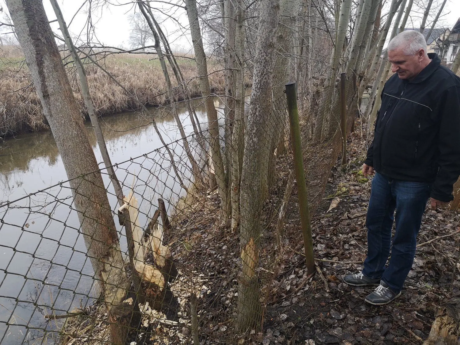 Olaf Bubner beobachtet seit Monaten, wie der Peitzer Biber im Hammergraben einen Baum nach dem anderen anknabbert.