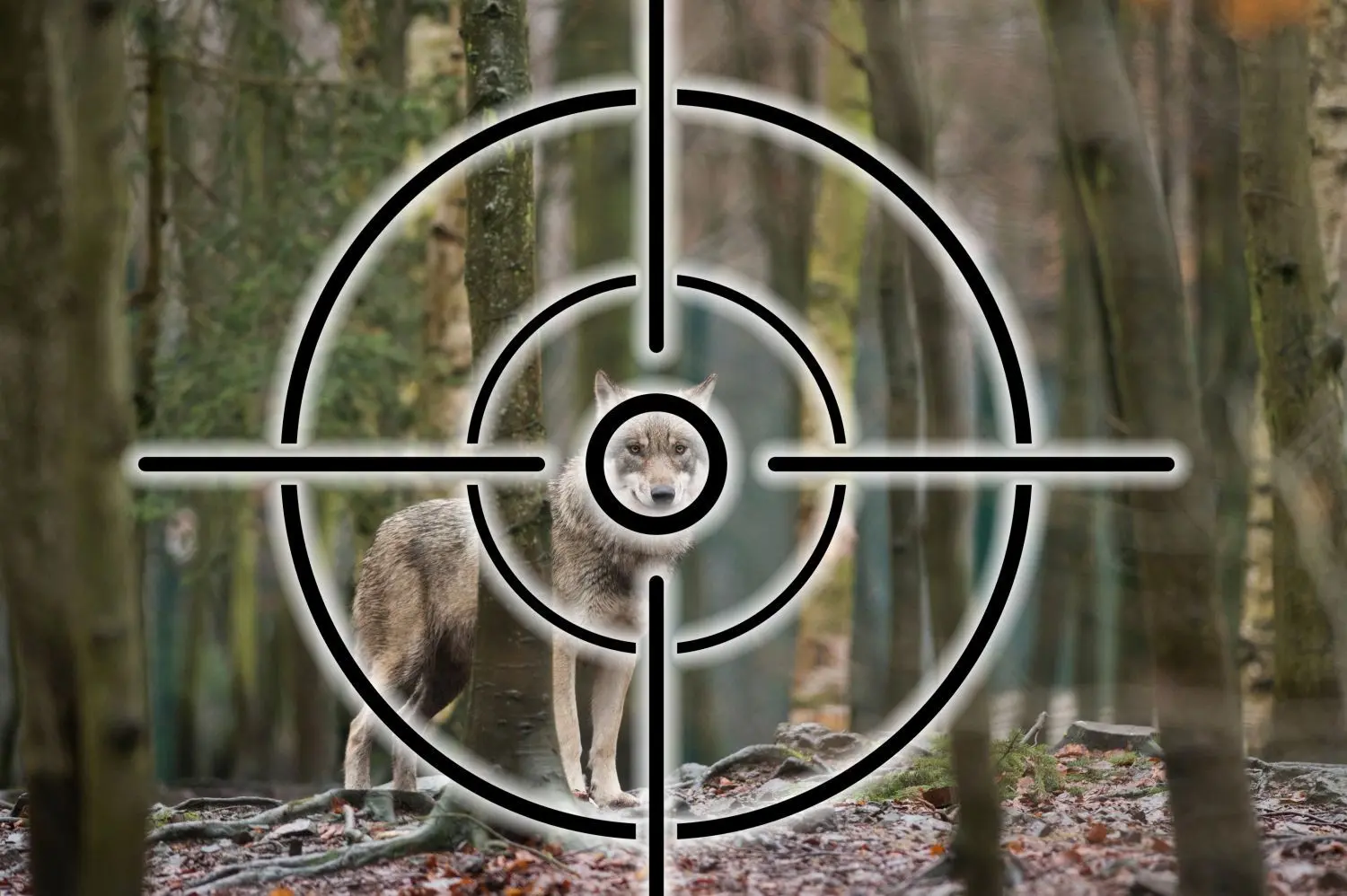 Im Landkreis Görlitz könnte es in naher Zukunft zum zweiten Wolfsabschuss kommen.