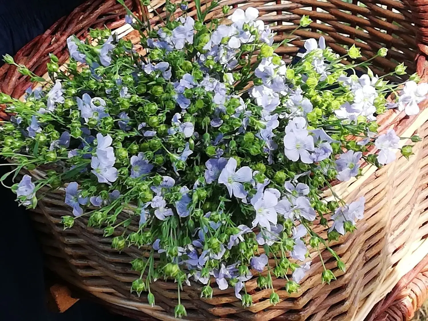 Zartblaue Öllein-Blüten frisch geschnitten in Siewisch fürs Foto.