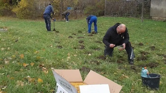 Insgesamt sind 20 000 Krokuszwiebeln in Schmellwitz gesteckt worden, damit der Cottbuser Stadtteil aufblüht.