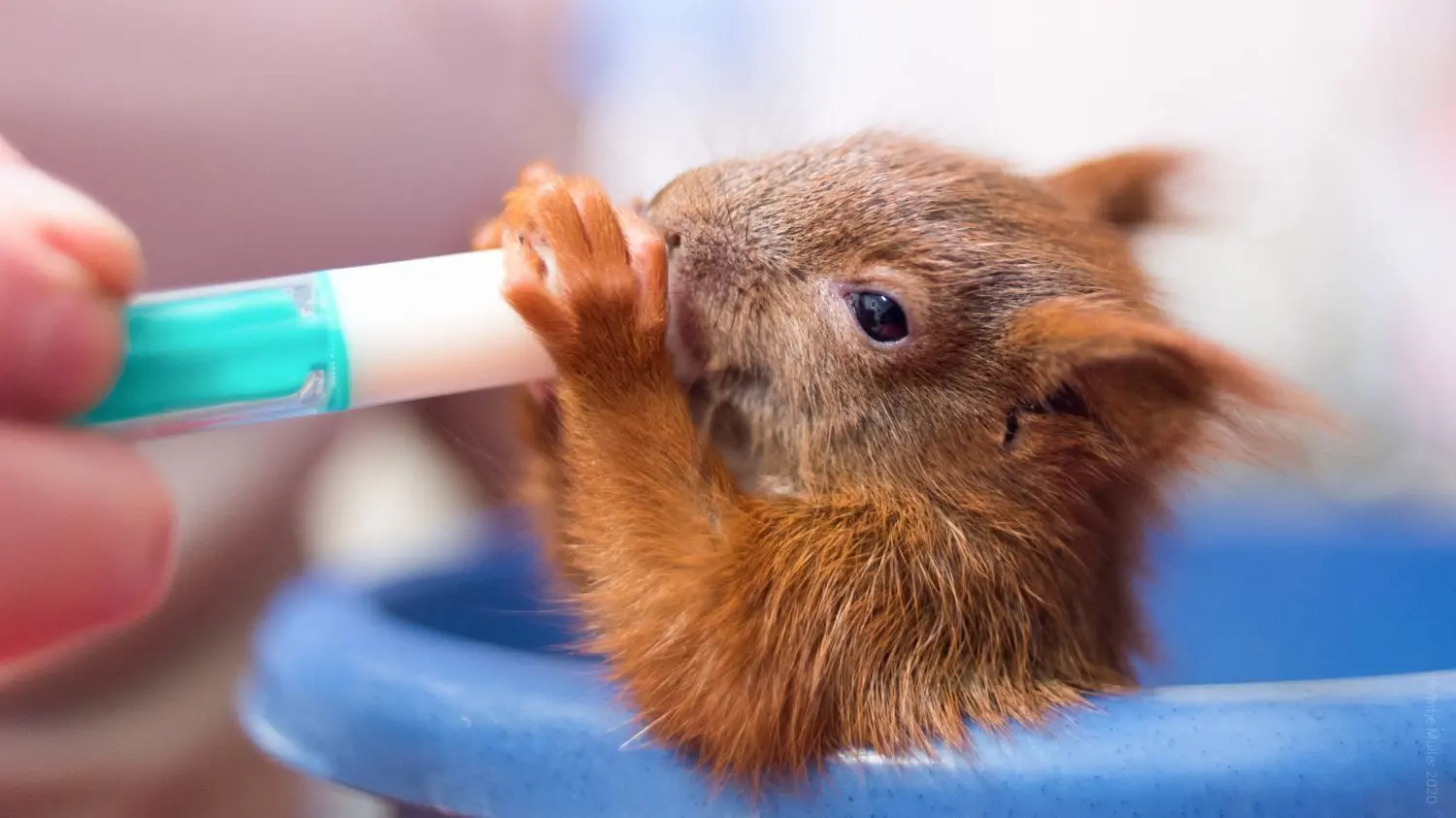 Wildtierauffangstation in Cottbus: Ein kleines Eichhörnchen muss mit der Flasche aufgezogen werden, es braucht mehrmals am Tag Futter und Zuwendung.