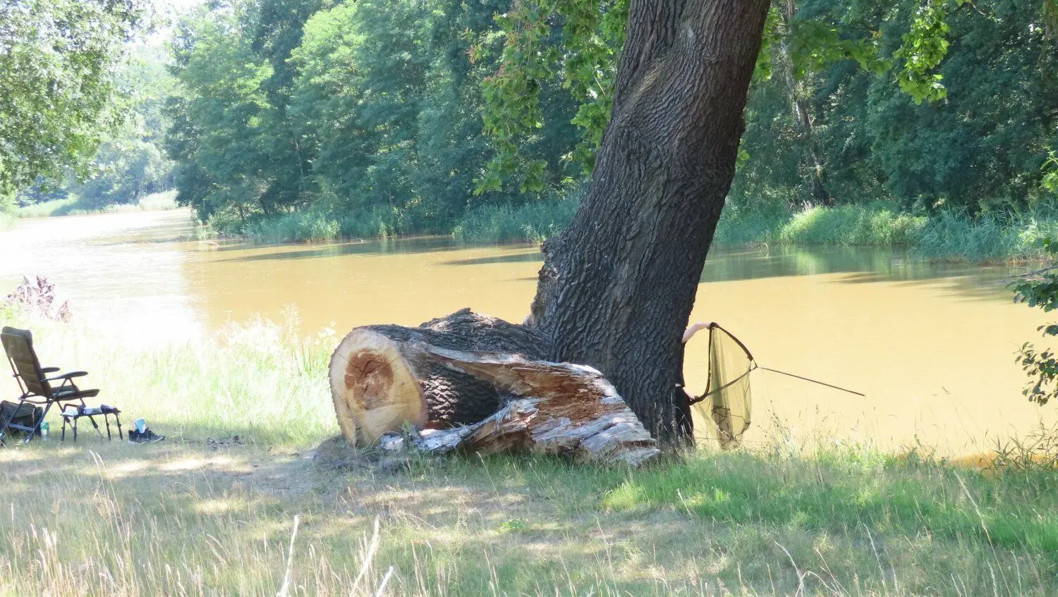 Dass er es an der Spree versucht, dafür schämt sich dieser junge Angler und versteckt sich mit seinem Kescher hinterm Baum: Seit früh um 7 Uhr sitzt er dort. Geangelt hat er noch nichts. Im Abschnitt zwischen der Bekalkungsanlage in Wilhelmsthal und der Vorsperre sieht die Spree besonders braun aus.