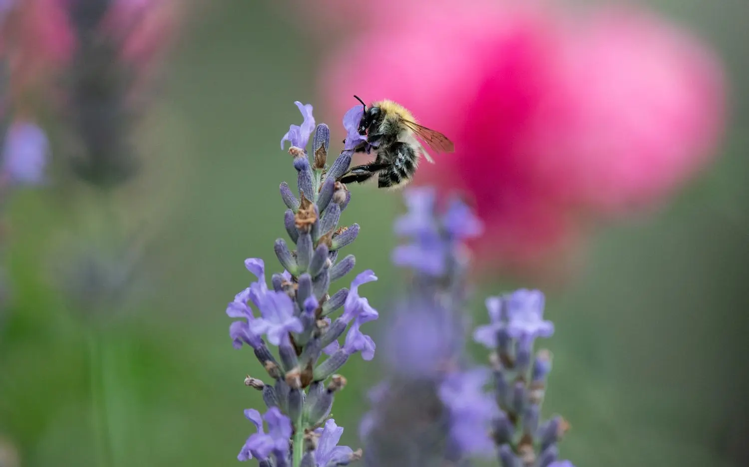 Hummeln lieben es lila. Ob Lavendel oder Phacelia – bis in den Herbst hinein brauchen sie Nahrung.