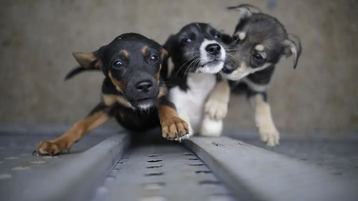 Hundewelpen und ihre Mütter werden von manchen Züchtern gequält.
28.04.2020, Kolumbien, Bogotá: Drei Welpen zur Adoption befinden sich in einem Zentrum des Amtes für Tierpflege in Bogota. Trotz der Corona-Krise setzen sich die Mitarbeiter des Amtes weiterhin für die Rettung von Tieren ein, die auf den Straßen der kolumbianischen Hauptstadt ausgesetzt wurden. Foto: Sergio Acero/colprensa/dpa +++ dpa-Bildfunk +++