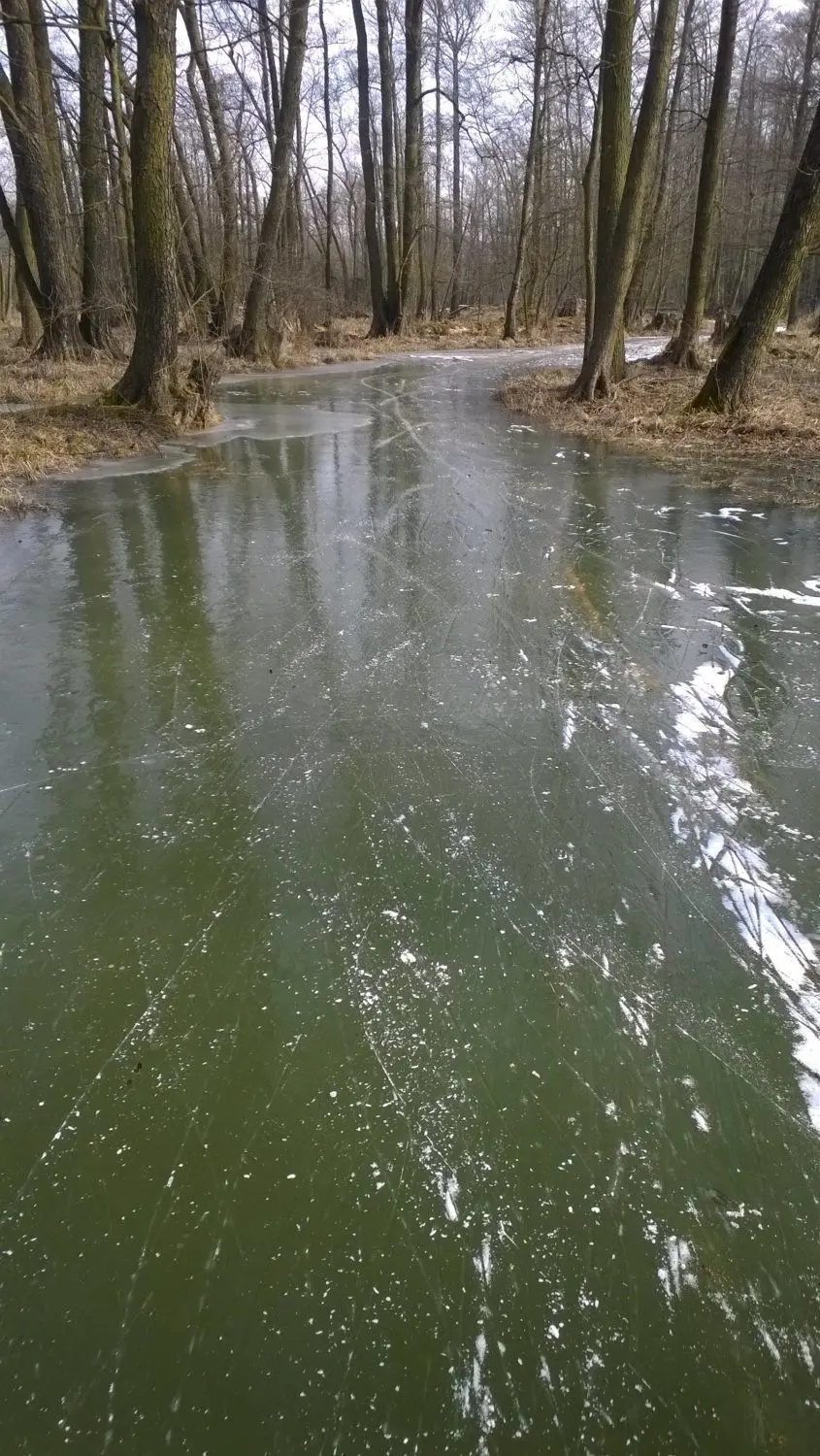 Und los geht's! Mit viel Glück können Einwohner und Gäste im Winter diesen Spreewald-Anblick genießen, wenn die Fließe zugefroren und nicht allzu viel Leute unterwegs sind (oder man einen Geheimtipp hat).